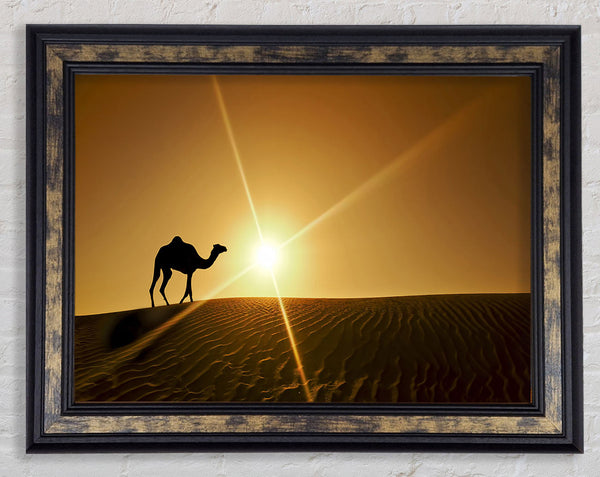 Desert Camel Framed Print