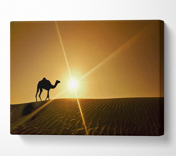  A Canvas Print of Desert Camel Canvas Art