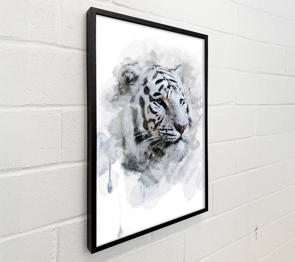 White Tiger Blue Eyes