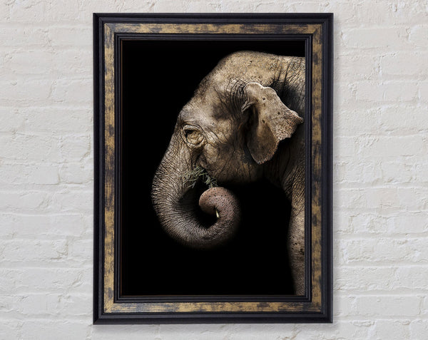 Elephant Feed Framed Print