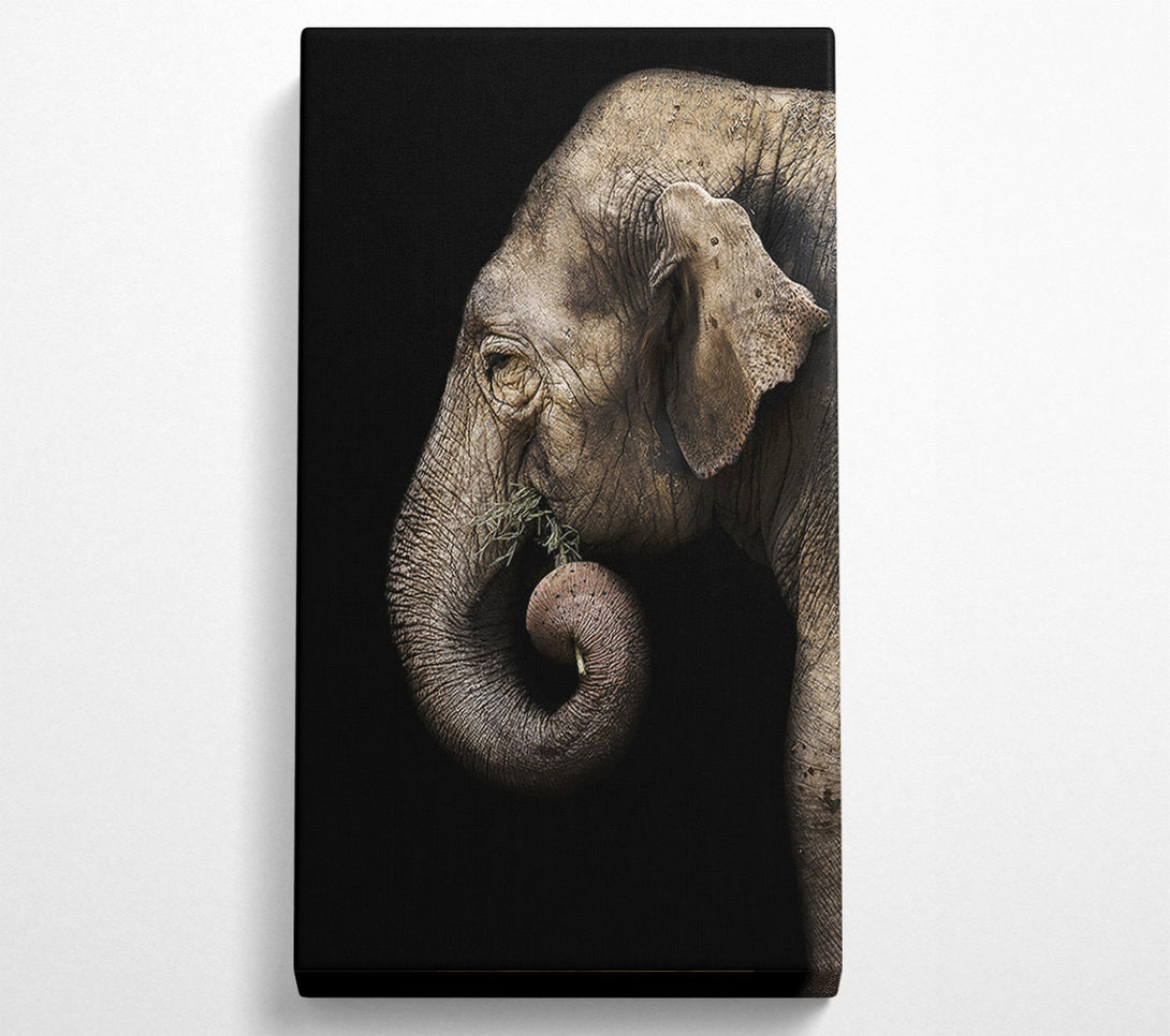  A Canvas Print of Elephant Feed Canvas Print