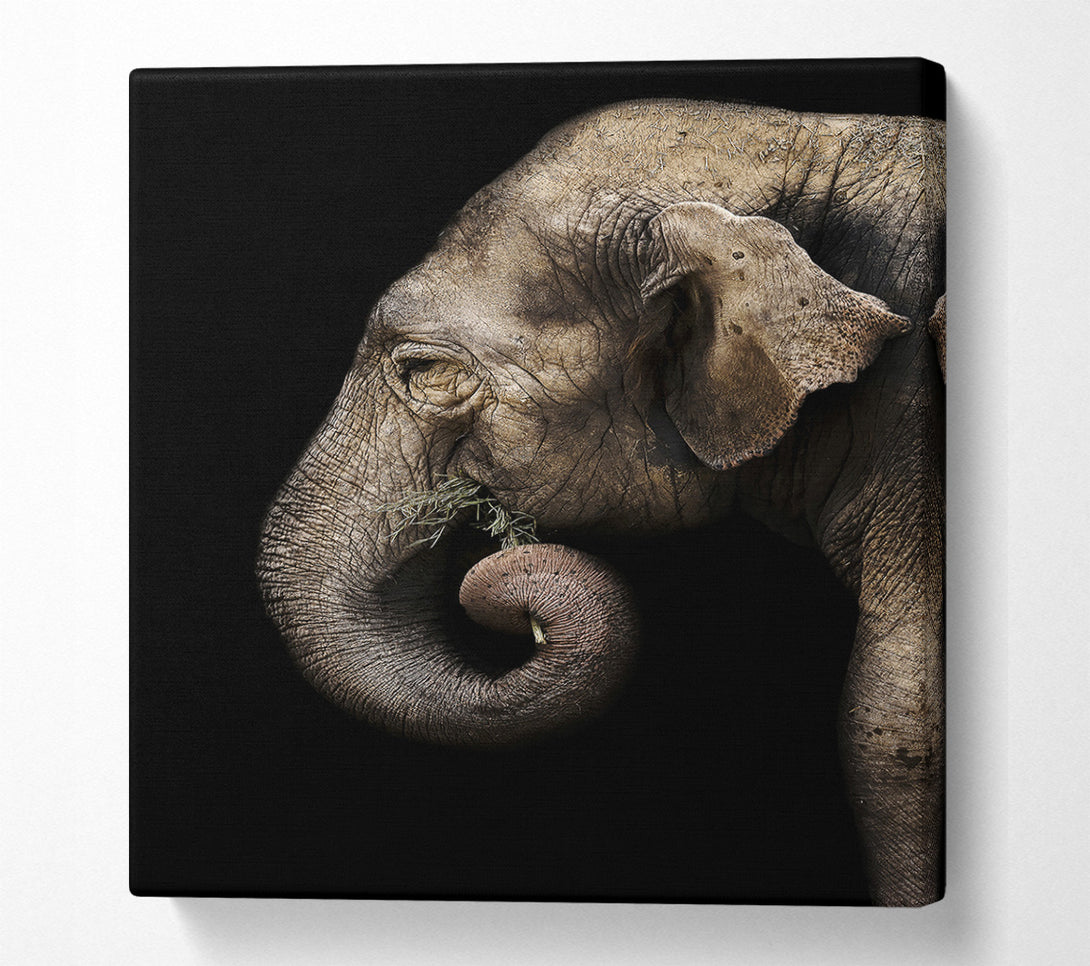  A Canvas Print of Elephant Feed Canvas Print