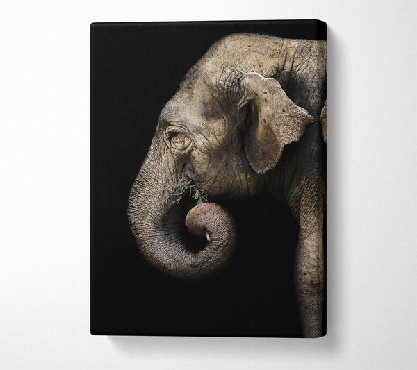  A Canvas Print of Elephant Feed Canvas Print