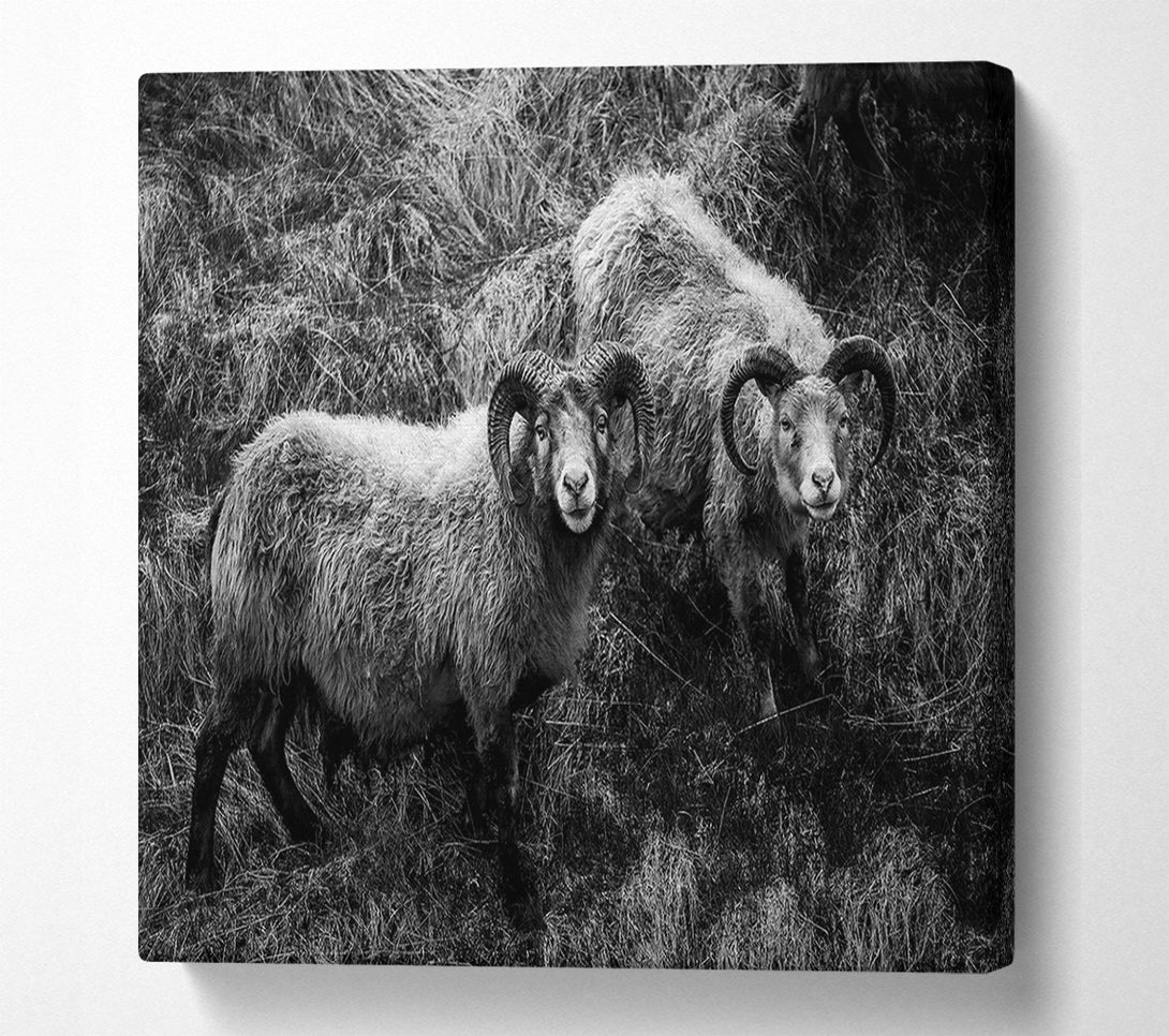  A Canvas Print of Ram Duo Canvas Wall Art