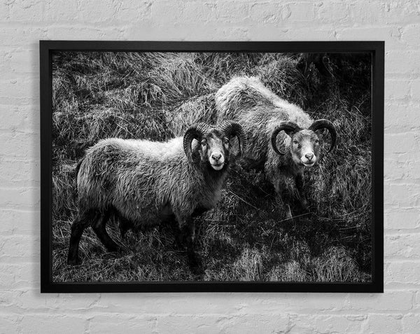 Ram Duo Framed Print