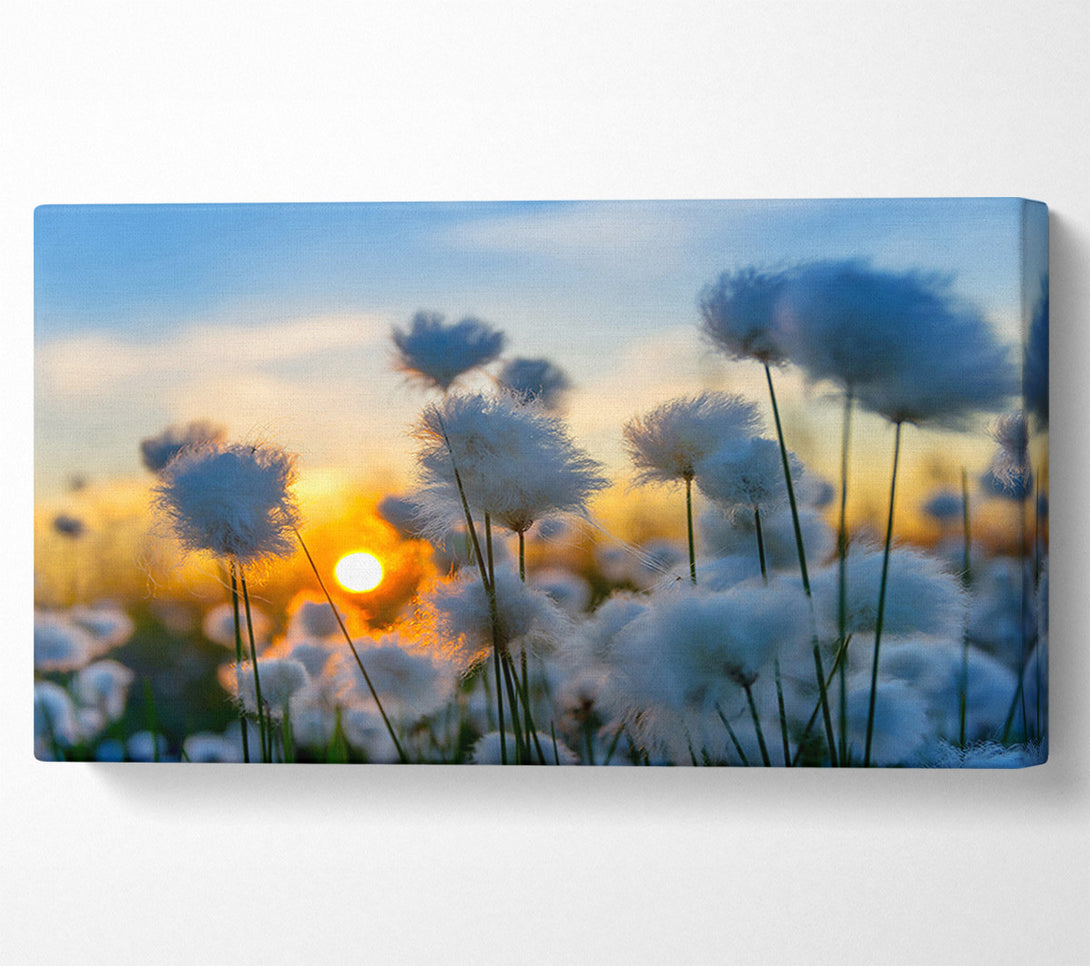  A Canvas Print of Cottonbuds In The Sunset Canvas Print