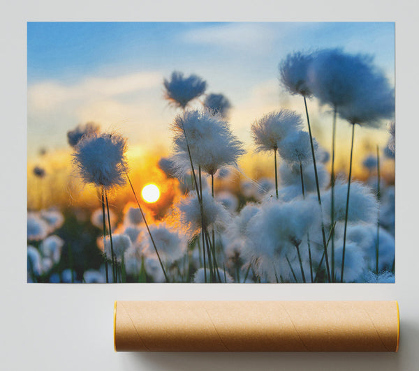 Cottonbuds In The Sunset Print