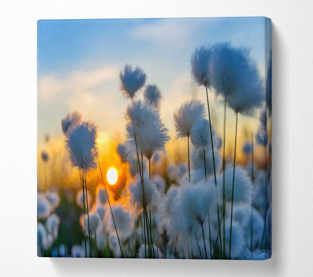  A Canvas Print of Cottonbuds In The Sunset Canvas Print