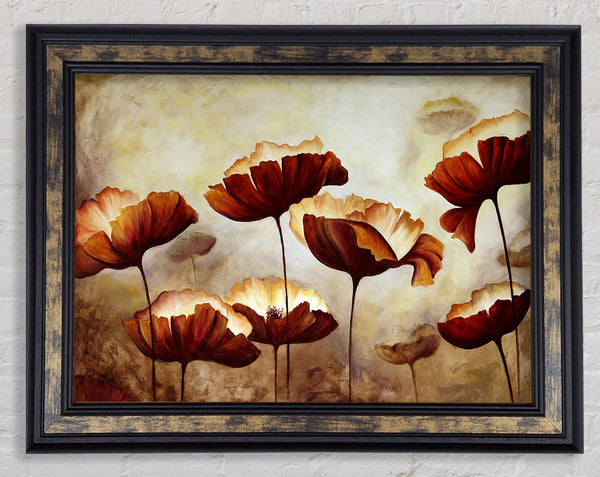 Chocolate Poppies Framed Print