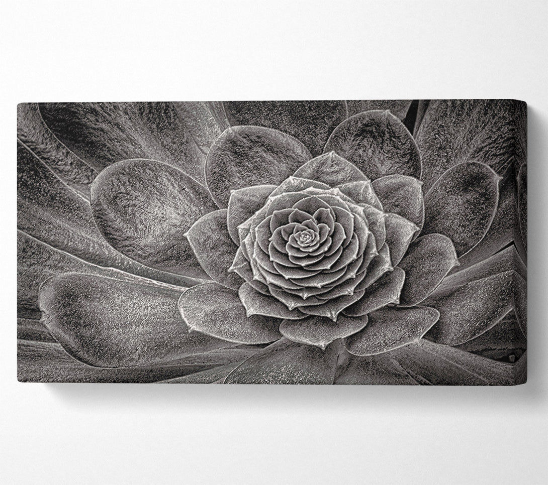  A Canvas Print of Cabbage Leaves Canvas Wall Art
