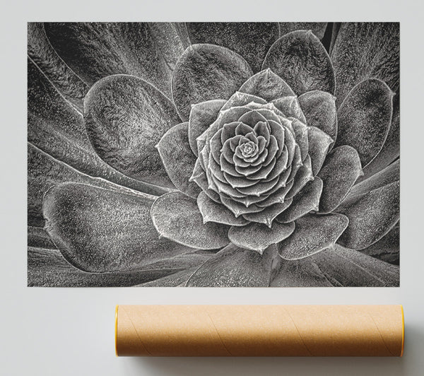 Cabbage Leaves Poster