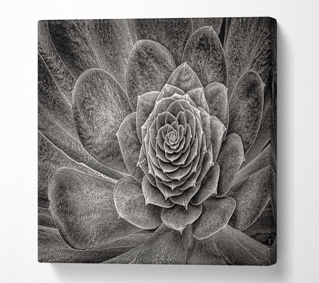  A Canvas Print of Cabbage Leaves Canvas Wall Art