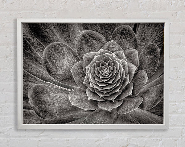 Cabbage Leaves Framed Print