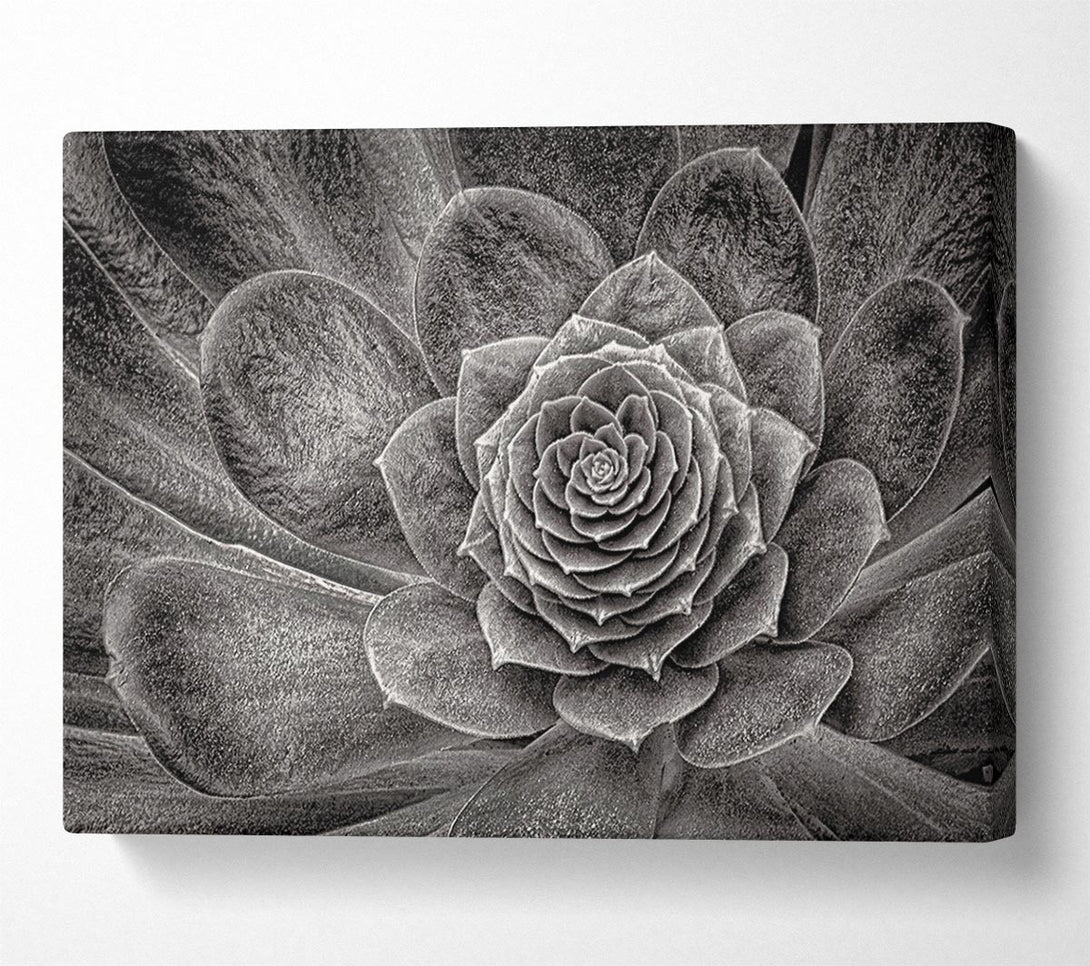  A Canvas Print of Cabbage Leaves Canvas Wall Art
