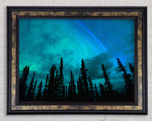 Lapland Forest Trees Framed Print