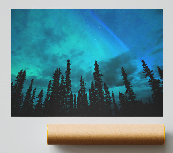 Lapland Forest Trees Giclee Print