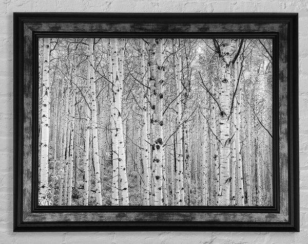 Just Silver Birch Framed Print