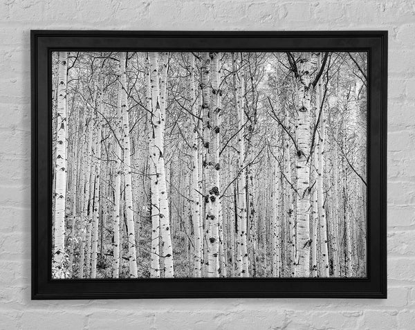 Just Silver Birch Framed Print