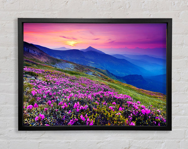 Pink Flower Mountain Top Framed Print
