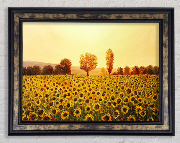 Nothing But Sunflowers Framed Print