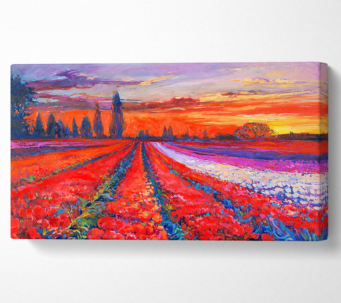  A Canvas Print of Red Tulip Field Sunset Canvas Print