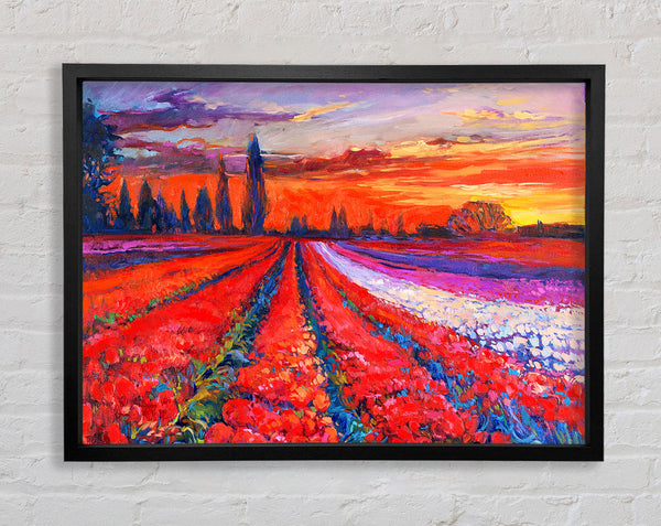 Red Tulip Field Sunset Framed Print