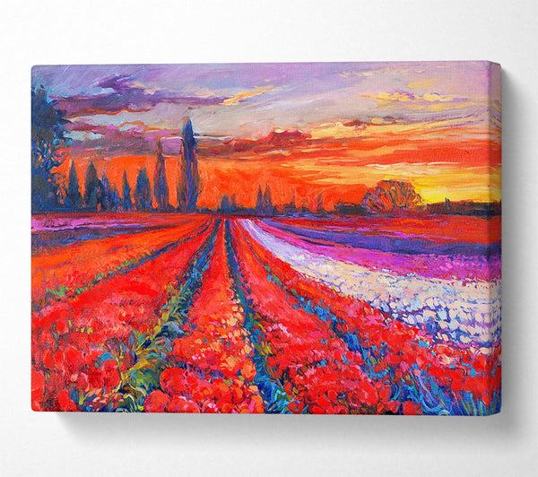  A Canvas Print of Red Tulip Field Sunset Canvas Print