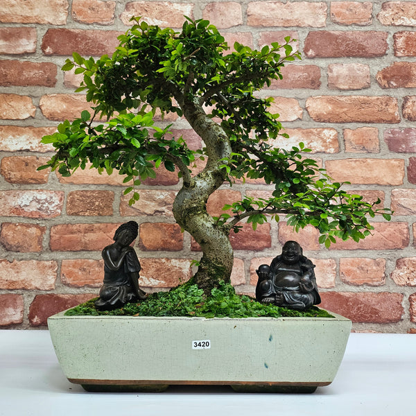 Large Chinese Elm (Ulmus Parvifolia) Bonsai Tree | Shaped | In 35cm Pot