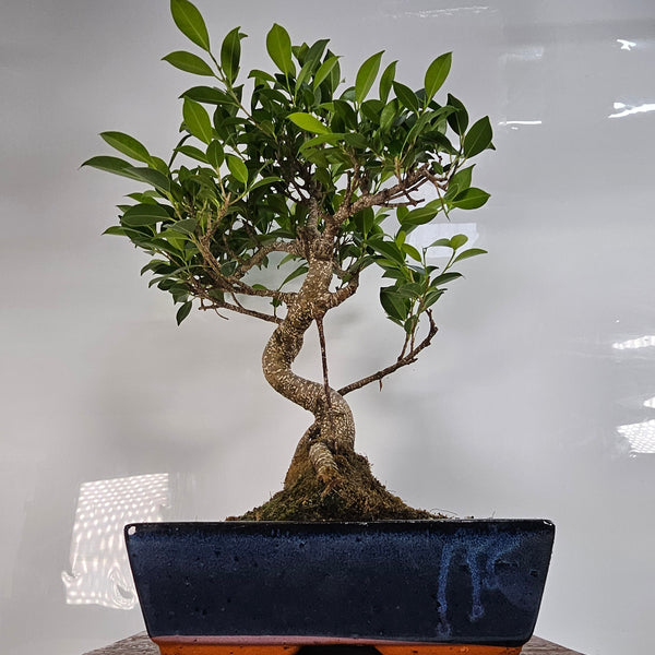 Ficus Microcarpa (Banyan Fig) Indoor Bonsai Tree | Shaped | In 30cm Pot
