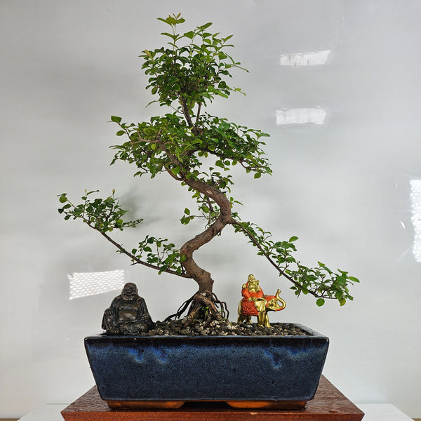 Bird Plum (Sageretia) Bonsai Tree | Shaped | In 30cm Pot