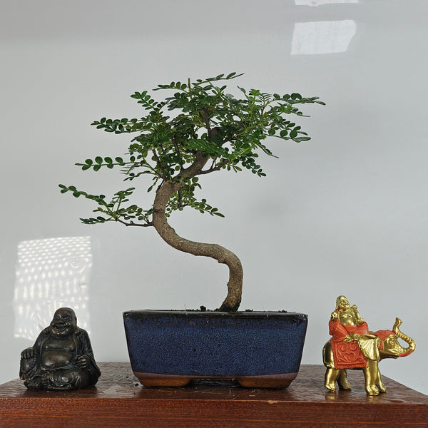 Chinese Pepper (Zanthoxylum Pipertum) Bonsai Tree | Shaped | In 15cm Pot