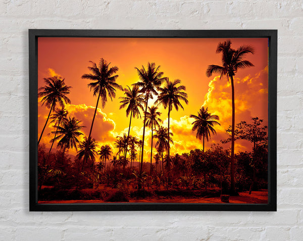 Sun Behind The Palm Trees Framed Print