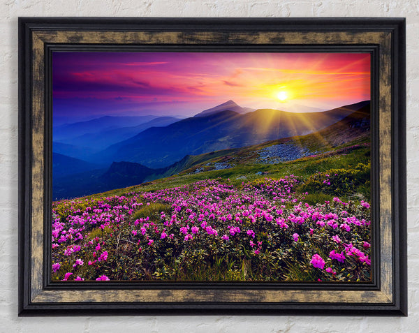 Sunrays Over The Pink Flower Mountain Framed Print