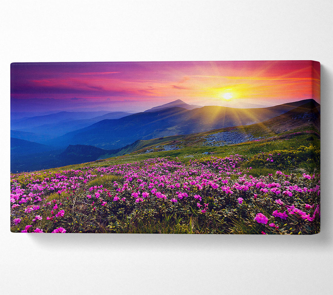  A Canvas Print of Sunrays Over The Pink Flower Mountain Canvas Wall Art