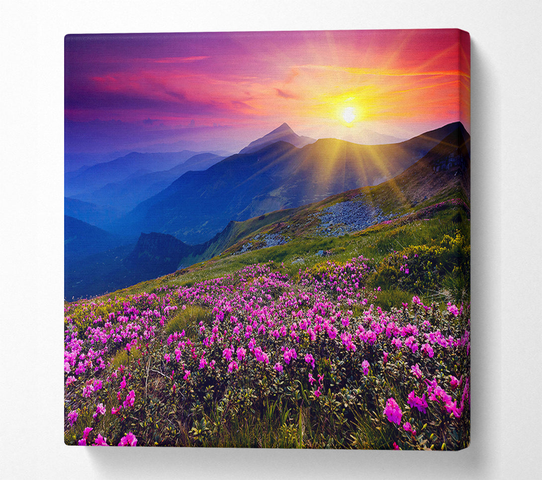  A Canvas Print of Sunrays Over The Pink Flower Mountain Canvas Wall Art