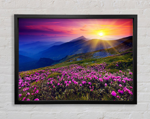 Sunrays Over The Pink Flower Mountain Framed Print