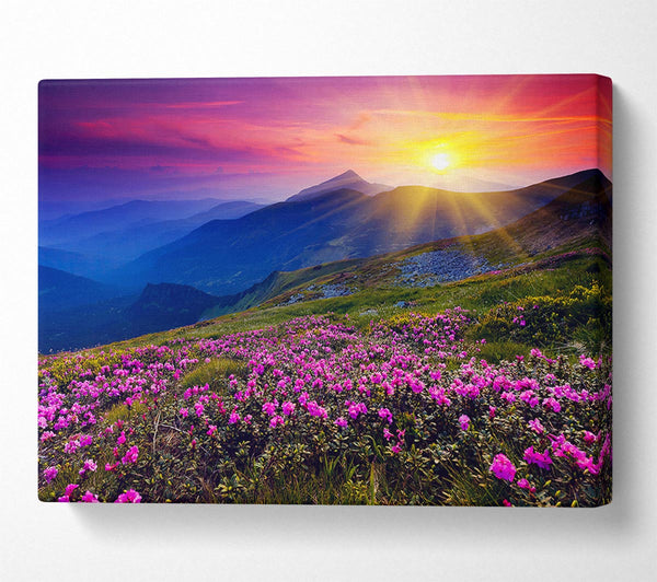  A Canvas Print of Sunrays Over The Pink Flower Mountain Canvas Wall Art