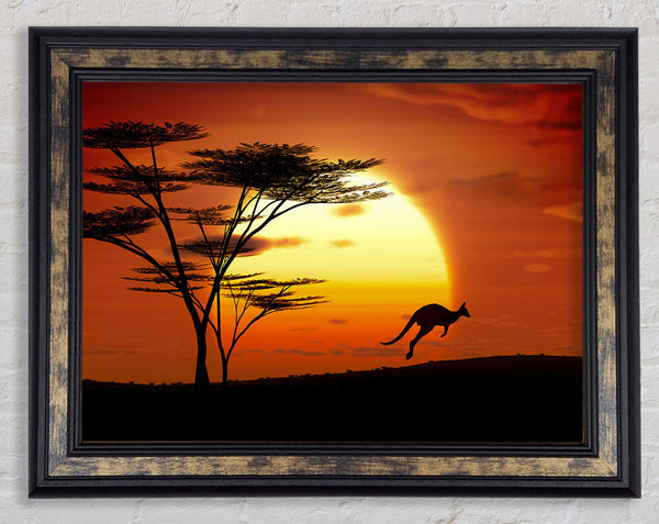 Kangaroo Sun Glow Framed Print