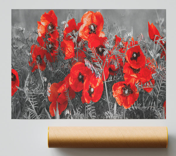 Red Poppy Closeup Poster