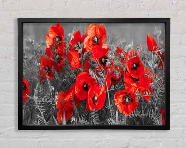 Red poppy closeup Framed Print