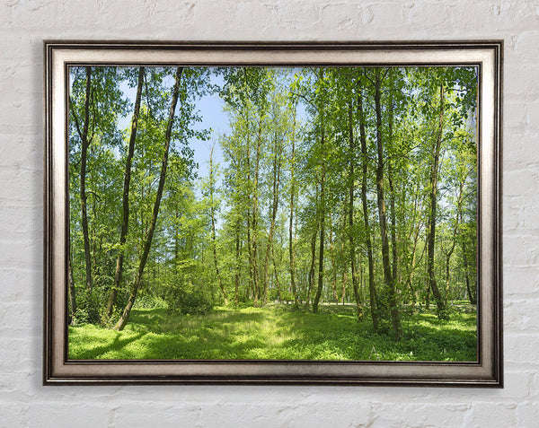 Greenland forest Framed Print