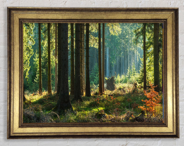 Magical forest sunset Framed Print