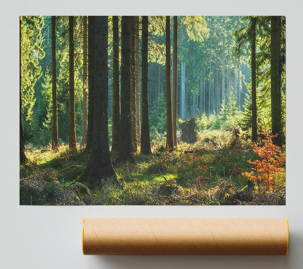 Magical Forest Sunset Poster