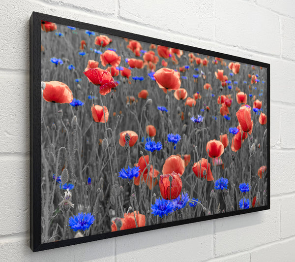 Red poppies blue field