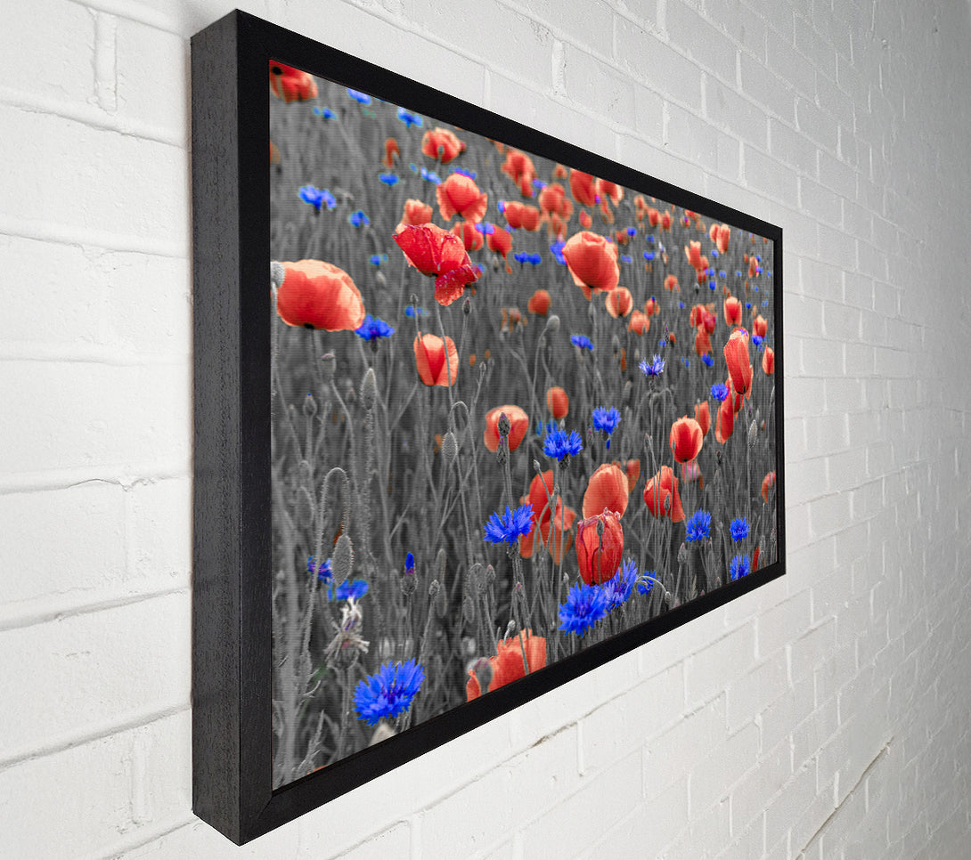  A Canvas Print of Red poppies blue field Canvas Art