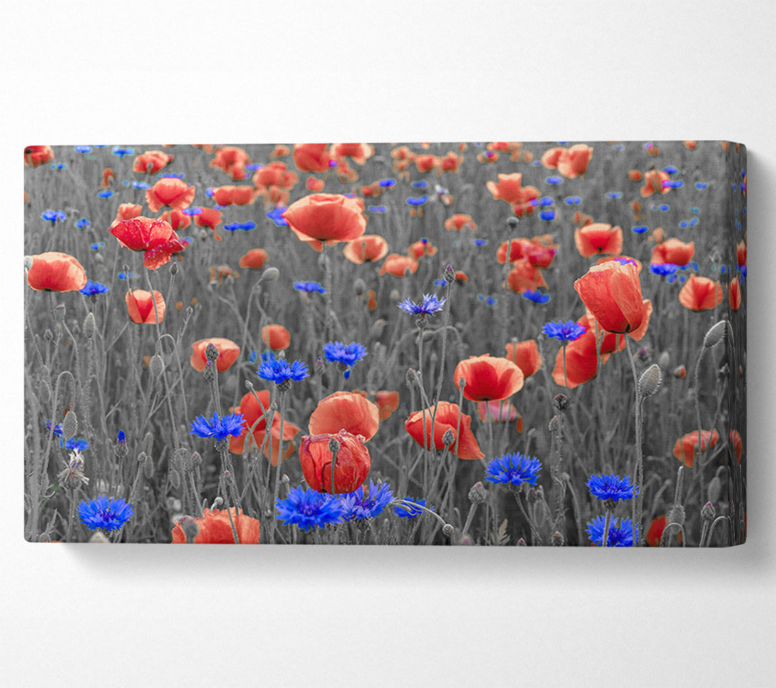  A Canvas Print of Red poppies blue field Canvas Art