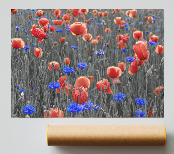 Red Poppies Blue Field Giclee Print