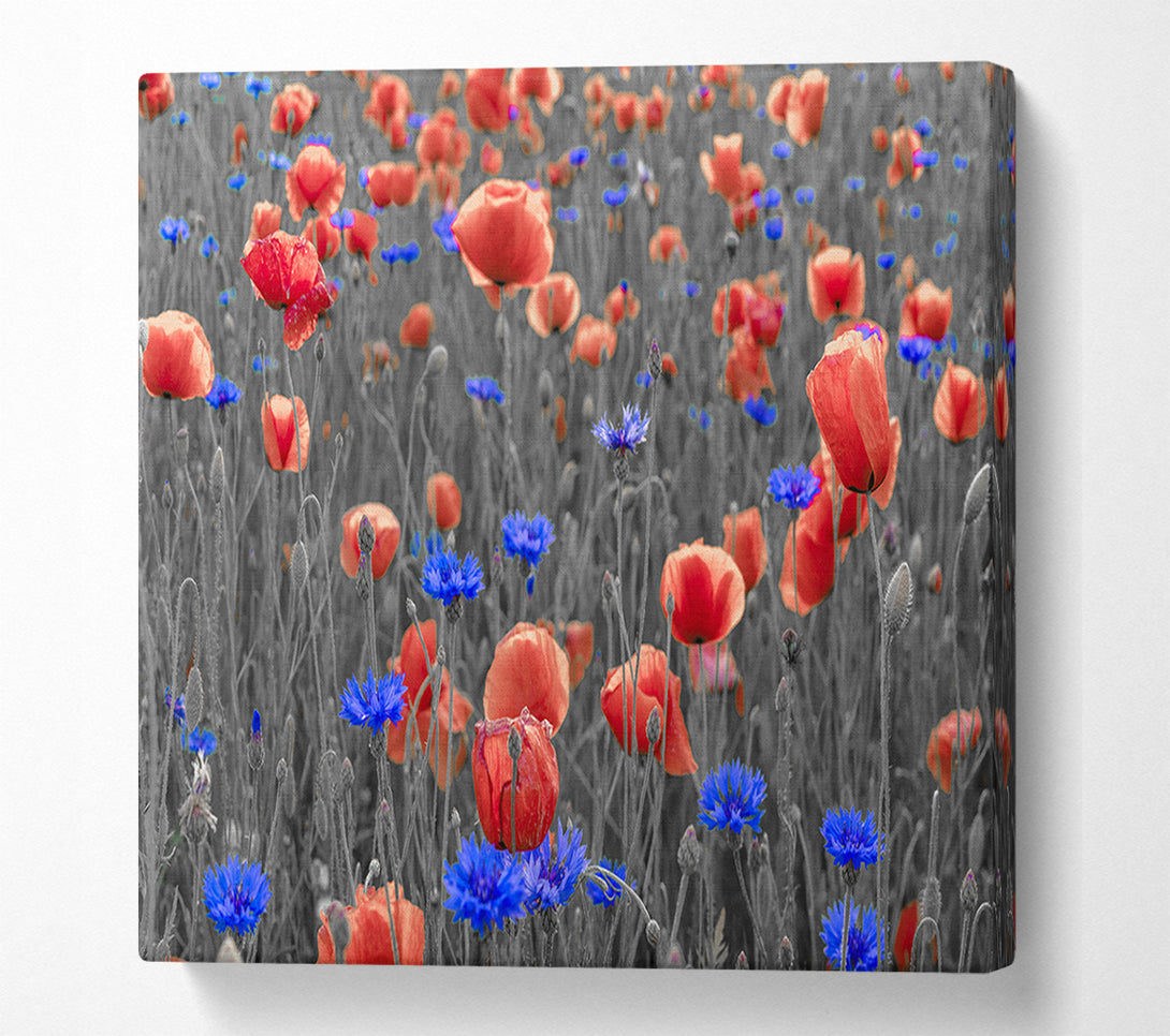  A Canvas Print of Red poppies blue field Canvas Art