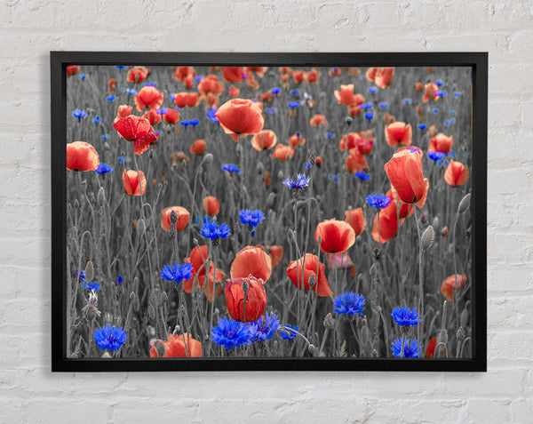 Red poppies blue field Framed Print