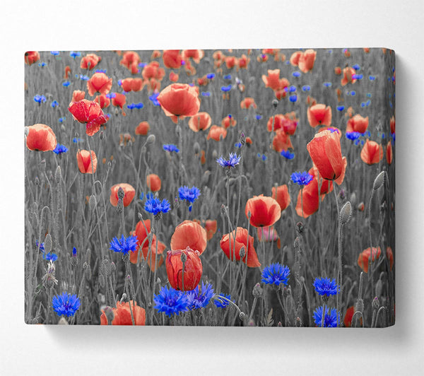  A Canvas Print of Red poppies blue field Canvas Art